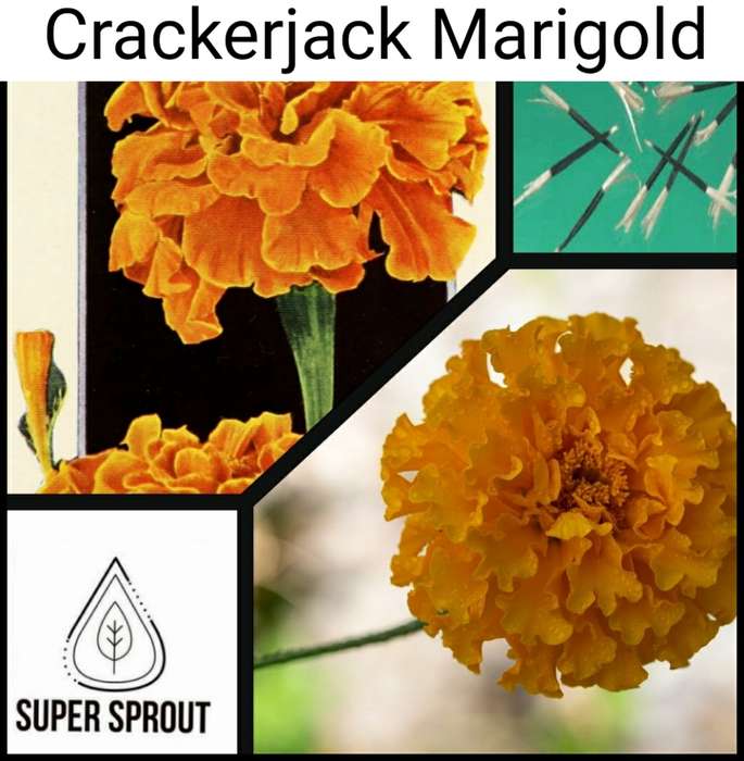 MARIGOLD CRACKERJACK x 50+ seeds