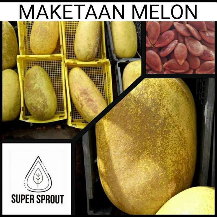 Maketaman Melon x 10 oseeds