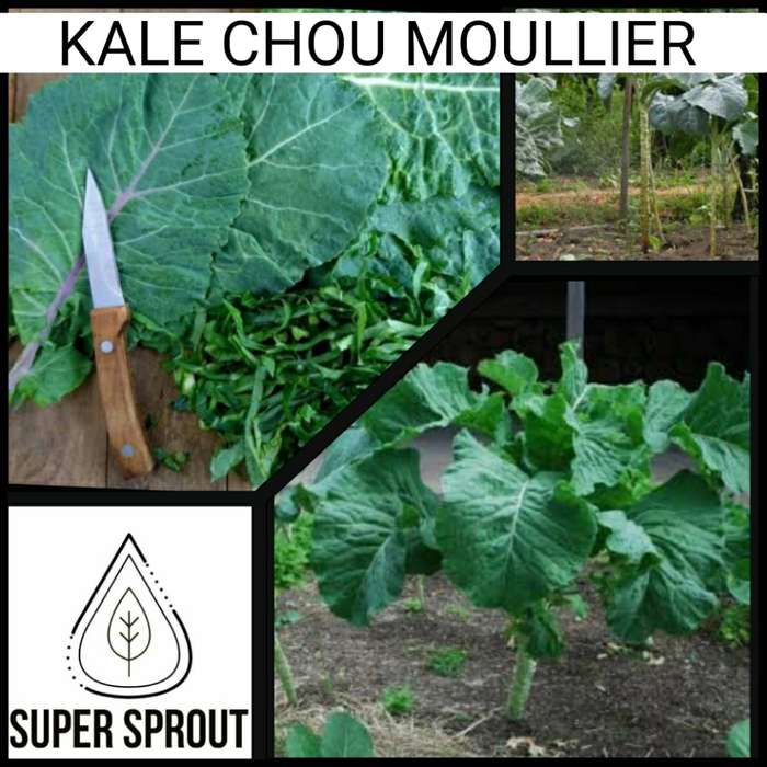 KALE CHOU MOULLIER x   50+ seeds