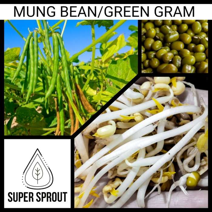 MUNG BEANS x 50 organic seeds