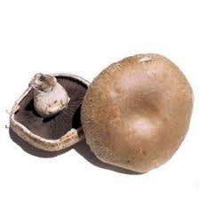 MUSHROOMS - PORTOBELLINI MUSHROOM SPORES