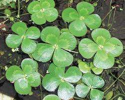 4-LEAF CLOVER BULBS