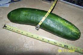 VEGETABLE SEEDS - Sweet Slice Improved cucumber seed pack (10 SEEDS)