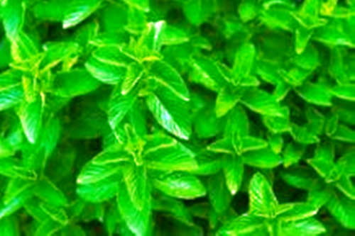 HERBS - SPEARMINT SEED PACK (20 SEEDS)