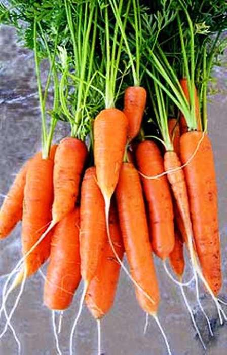 VEGETABLE SEEDS - JEANETTE CARROTS -  100 SEEDS