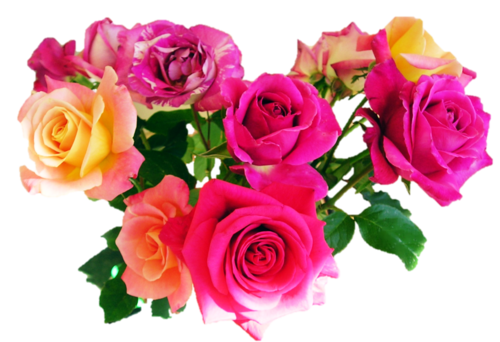 FLOWERS - MIXED ROSE SEEDS (10 SEEDS)
