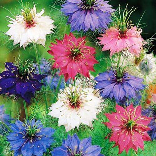 FLOWERS - NIGELLA - PERSIAN JEWELS - 20 SEEDS
