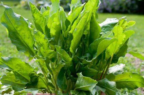 HERBS -  SORRELL  -   30 seeds