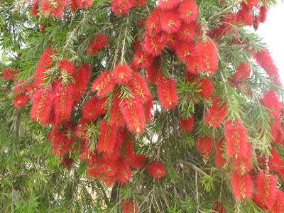 WEEPING RED  BOTTLE BRUSH Tree -  Calistemon Viminalis - 50 Seeds