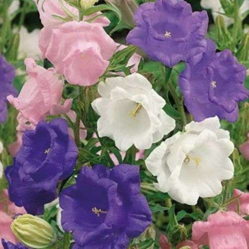 FLOWERS -  CAMPANULA KLOKKIES / CANTERBURY BELLS  MIX COLORS - 15 SEEDS