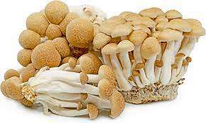 MUSHROOMS -  HON SHIMEJI MUSHROOM SPORES