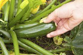 ZUCCHINI / BABY MARROW  -  5 SEEDS