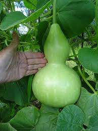 CALABASH / BIRDHOUSE GOURD -   Lagenaria siceraria -  20 SEEDS