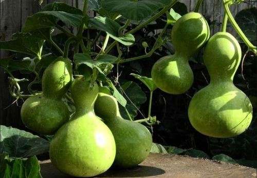 CALABASH / BIRDHOUSE GOURD -   Lagenaria siceraria -  20 SEEDS