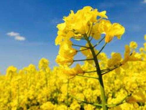 Canola  Plant-  30 Seeds -  Edible Flowers