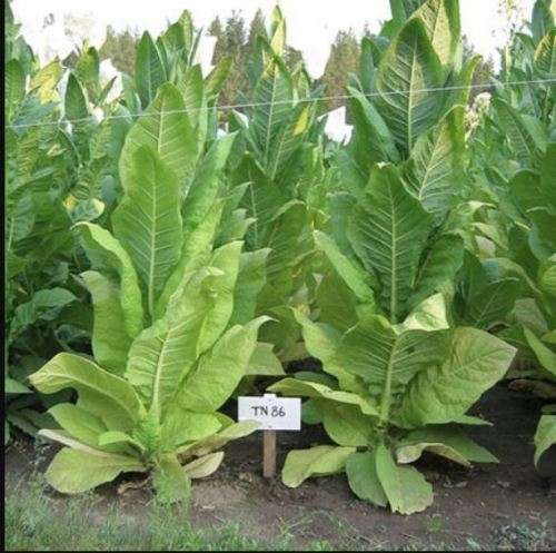 TENNESSEE  Tobacco  TN86  - Nicotiana Tabacum   -  2000 Seeds  - Bulk Pack