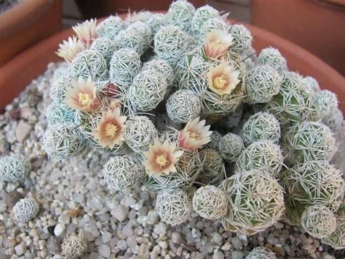CACTUS PUP  -  THIMBLE CACTUS -  Mammillaria Vetula ssp. Gracilis -  2 X Pups