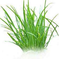 Chives  / Rush Leeks -  Allium Schoenoprasum  -  30 Seeds