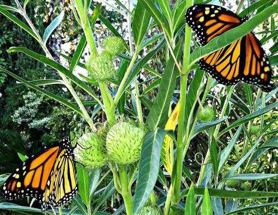 MILKWEED / Swan Plant /Balloon Cotton Bush  - Gomphocarpus Physocarpus  - 15  Seeds