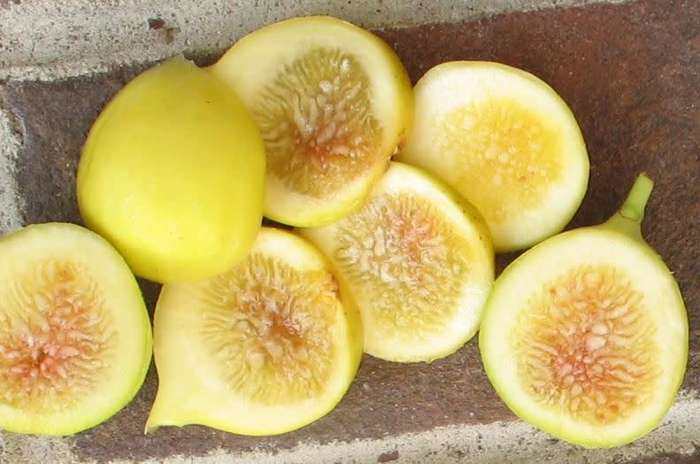 Italian Yellow Honey Fig - 10  Seeds