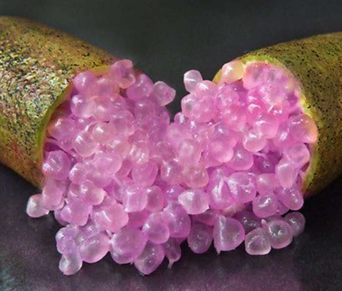 Caviar Lime / Finger Lime `Pink Ice` / Citrus Asutralasica  -   3 Seeds