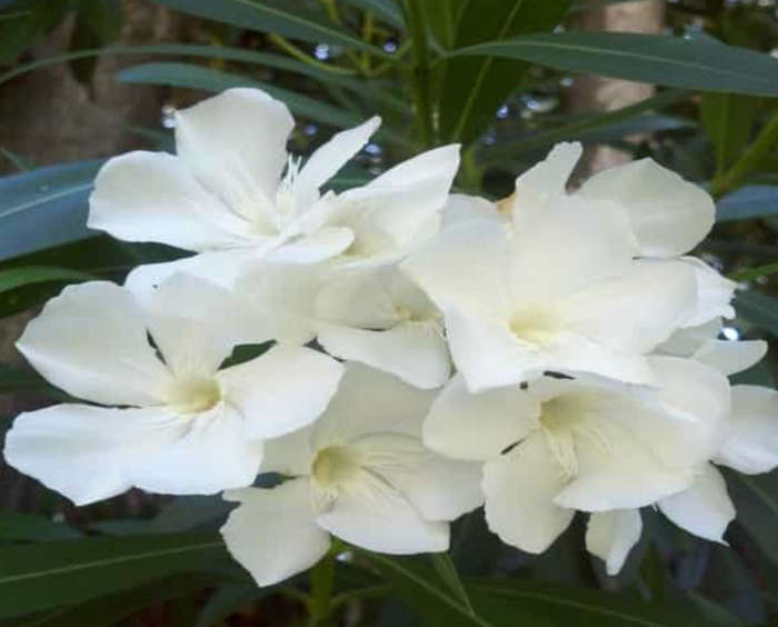 WHITE OLEANDER     -  50 Seeds