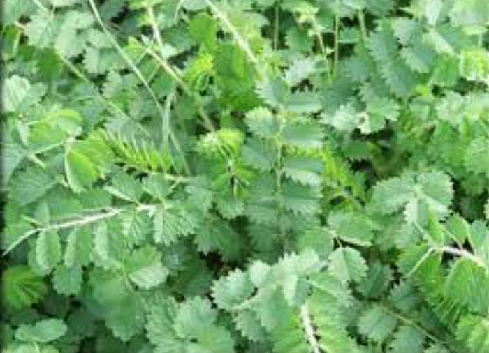 BURNET-BLOODWORT /TOPER`S PLANT / GARTENPIMPERNELLE - Sanguisorba Minor  15 SEEDS  medicinal / herbs