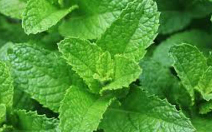 SPEARMINT / LAMB MINT  -    Mentha spicata  -  20 SEEDS  culinary, medicinal, edible flowers