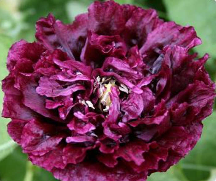 Paeone Poppy  Double Flower `Black Beauty`-  20 Seeds  - Psychoactive