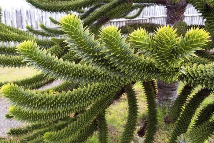 MONKEY PUZZLE TREE  `Araucaria Araucana`-  5  seeds