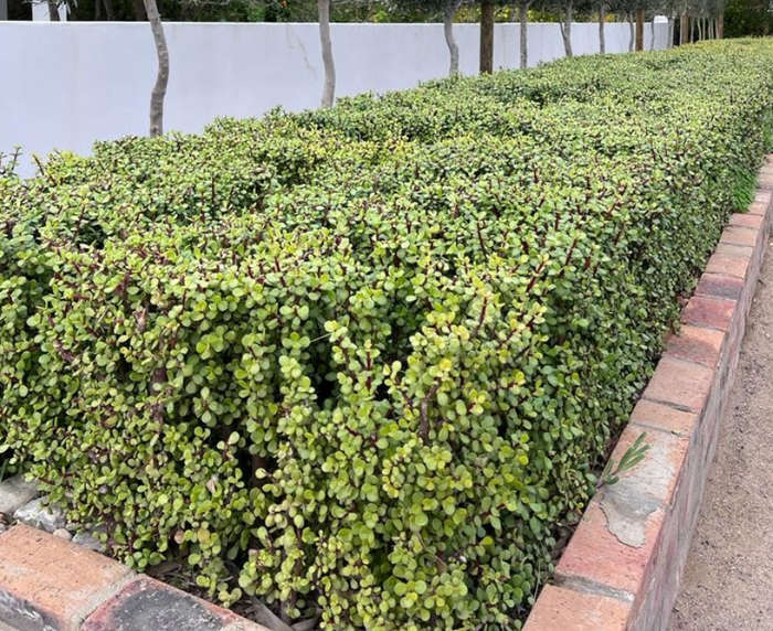 SPEKBOOM / ELEPHANT BUSH / DWARF JADE -  Portulacaria afra  -    4 X 10CM CUTTINGS