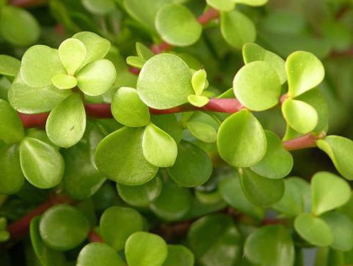 SPEKBOOM / ELEPHANT BUSH / DWARF JADE -  Portulacaria afra  -    4 X 10CM CUTTINGS