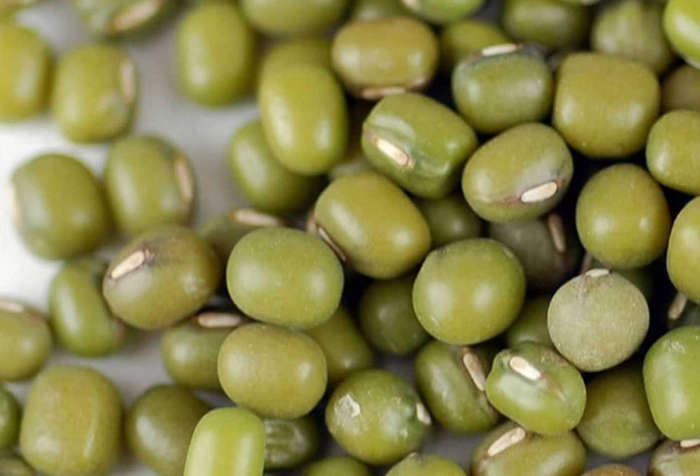 Mungo / Moongh /  Green Gram Bean  - Gluten Free  -  20 Seeds  "Vigna Radiata"