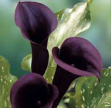 BLACK LILY SEEDS