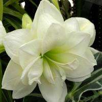 White Amarilla