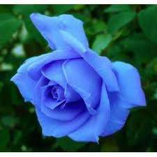 MIXED ROSE SEEDS