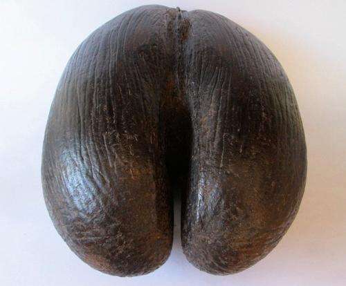 Coco De Mer (Lodoicea) Nut