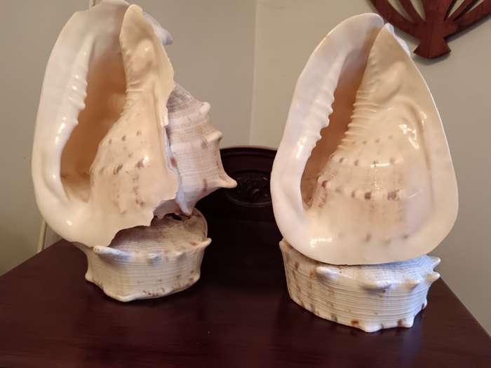 Pair of Conch Shells on Shell Bases