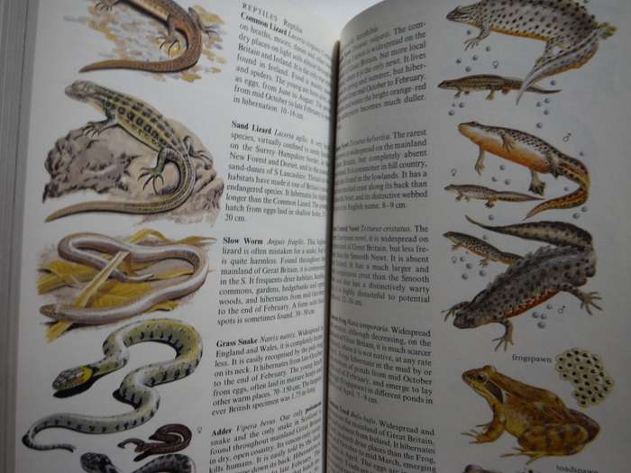 The Complete Guide to British Wildlife - Paperback - N.Arlott