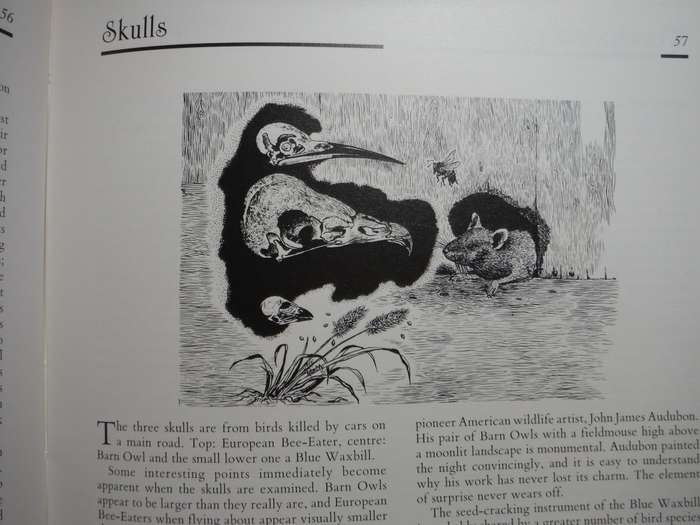 Jeff Huntly`s African Wildlife Sketches - Hardcover - 1990 First Edition