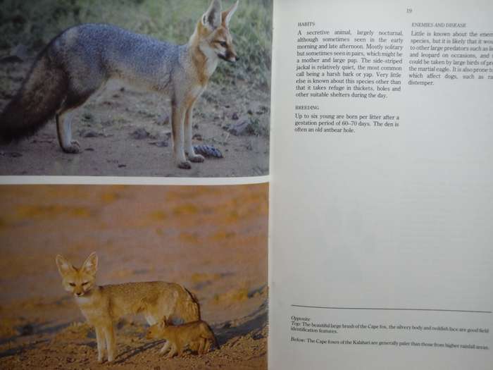 Predators of Southern Africa : A Field Guide - Hardcover - Hans Grobler
