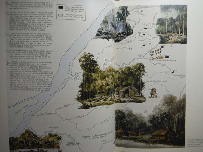 Tea - A Journey in Time : Pioneering and Trials in the Jungle - Hardcover - John Weatherstone