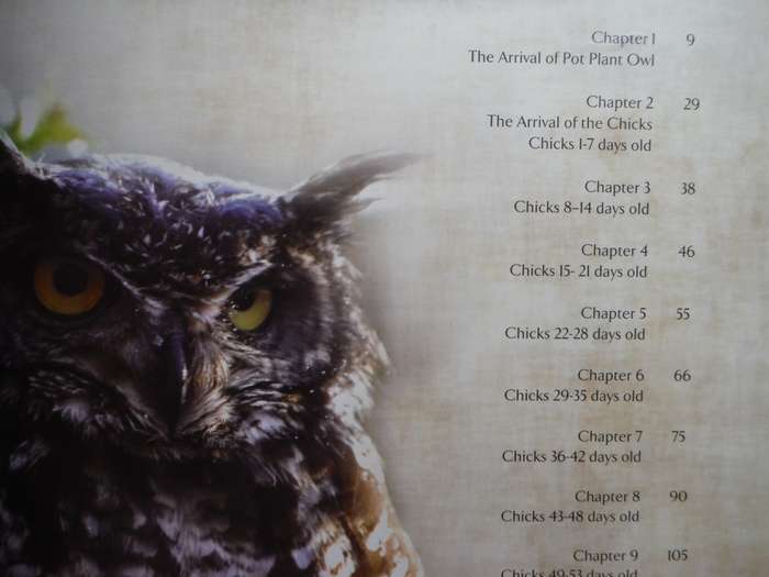 Pot Plant Owl - Hardcover - Allan and Tracy Eccles