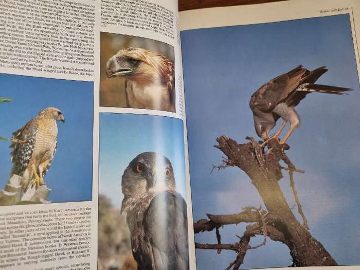 Birds of the World - Richard Coomber - Large book - Over 400 colour photographs