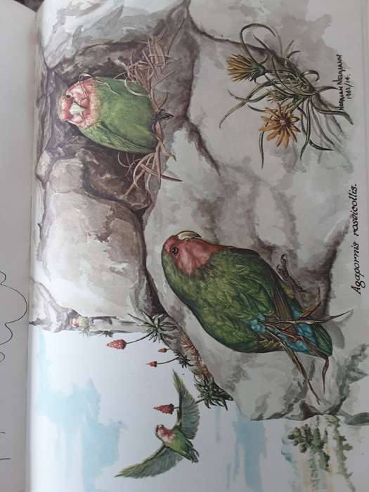 Avifauna Africana, 12 Watercolours of South African Wild Birds by Norman Neuman