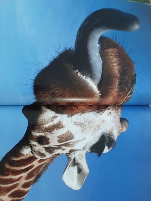 Kenya by Michael Poliza & Friends published TeNeues