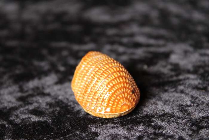 Wade Hedgehog Figurine
