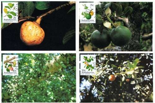 Bophuthatswana - 1991 Edible Wild Fruits Maxi Card Set