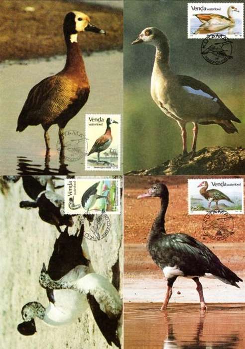 Venda - 1987 Waterfowl Maxi Card Set