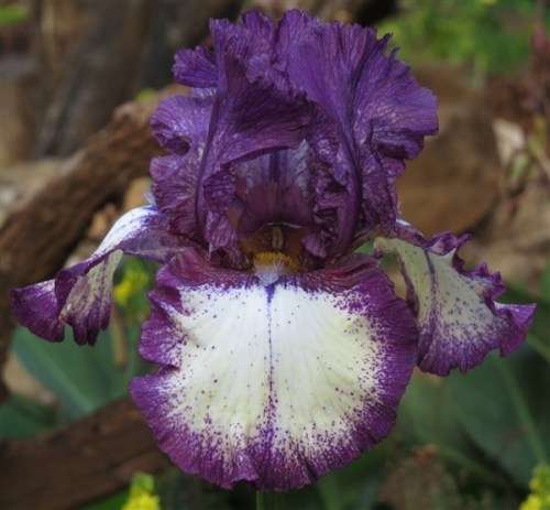 Iris Plants: 'CRACKEN' - Dark, inky blue-black plicata. Very reliable RE-BLOOMER!